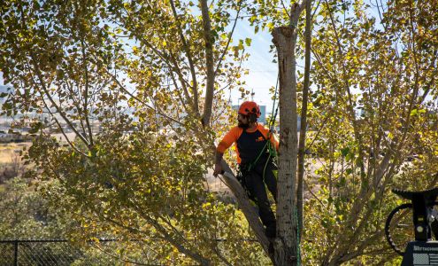 Utah Tree Works - SavATree