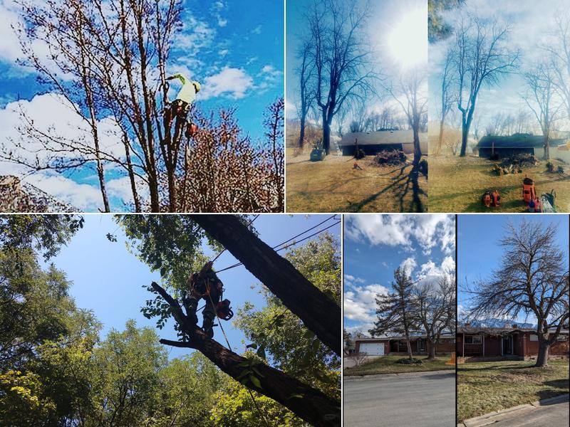 Oaklynd Tree Service LLC
