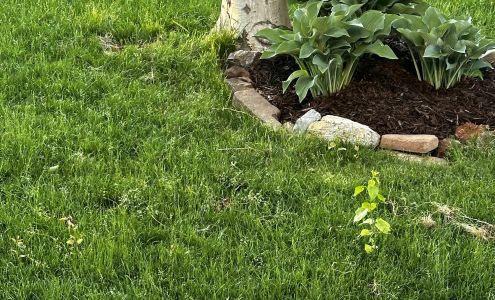 LawnStarter Lawn Care Service