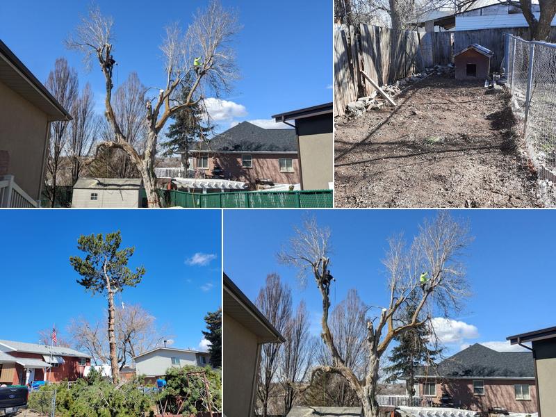 C and C Tree Service