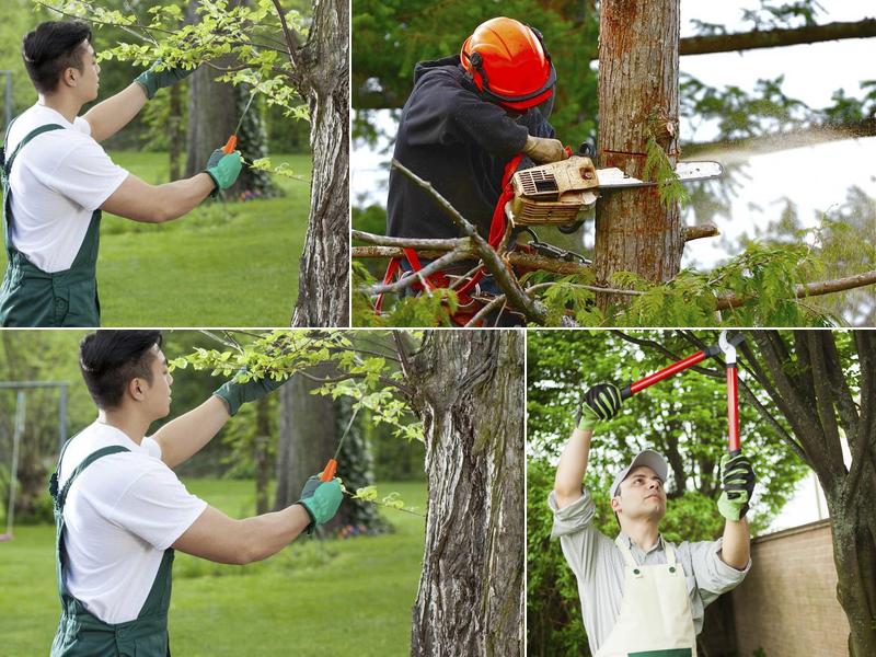 Final Touch Tree Service