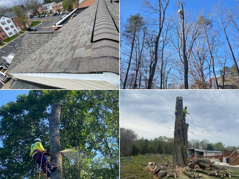 Carlos Tree Service & Landscaping