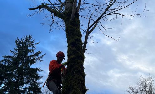 Baxter's Tree Service 962 S Spruce St, Burlington Washington 98233
