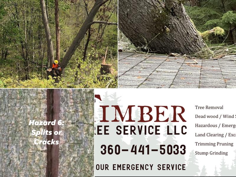 Timber Tree Service, LLC