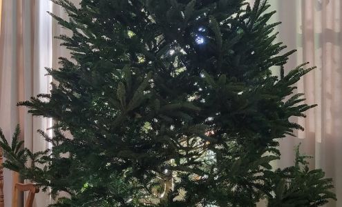 B & B Christmas Trees Ottawa