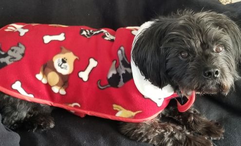 Polished Pups Grooming 19 Calhoun St, Triadelphia West Virginia 26059