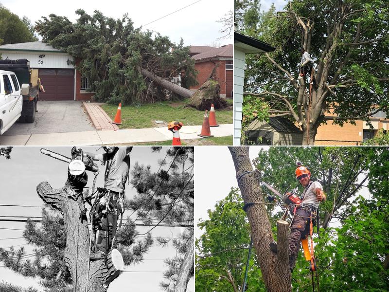 Majestic Maple Tree Service & Property Maintenance Ltd.
