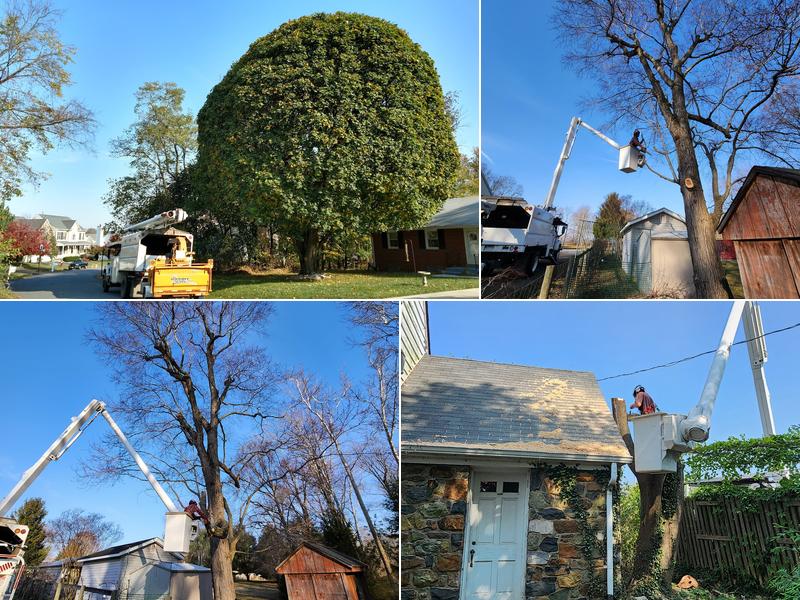 Campbell's Tree Service, Inc