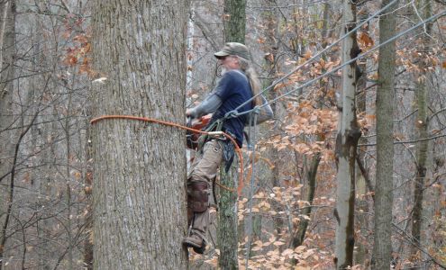 T D's Tree Services