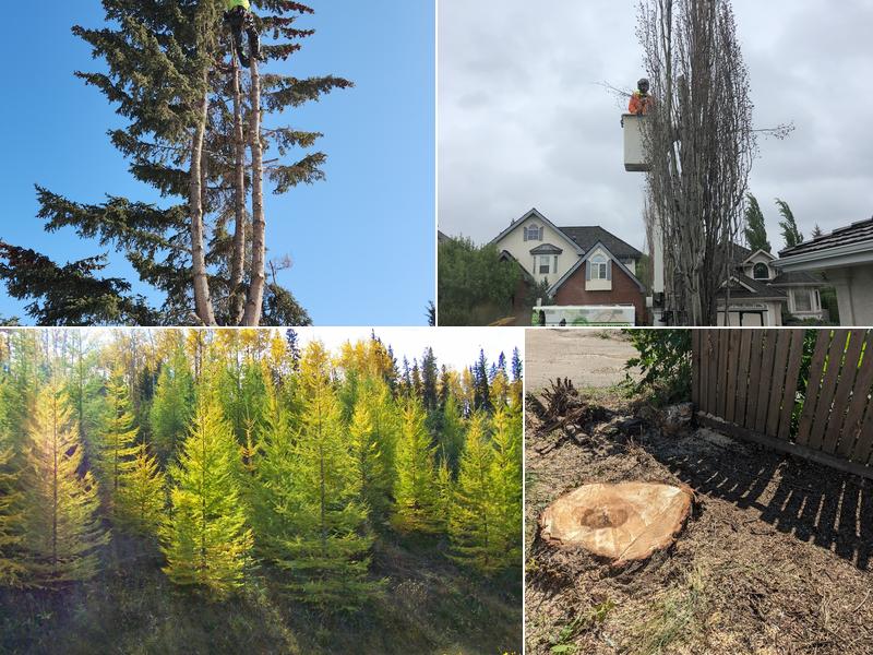 Grinders Tree Service