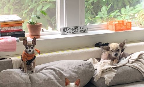 Saving Pets One at a Time Burlington