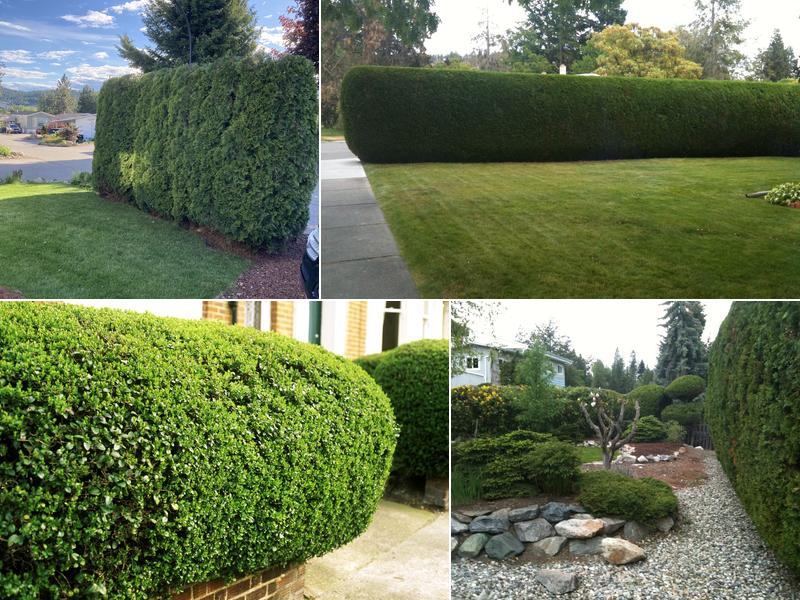 All Exterior Cedar Hedge Trim & Tree Service