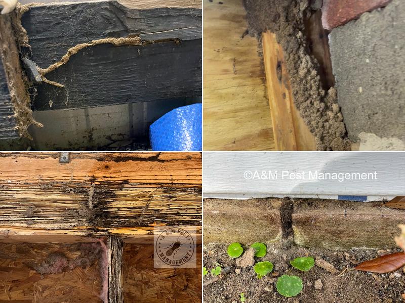 A & M Pest Management LLC