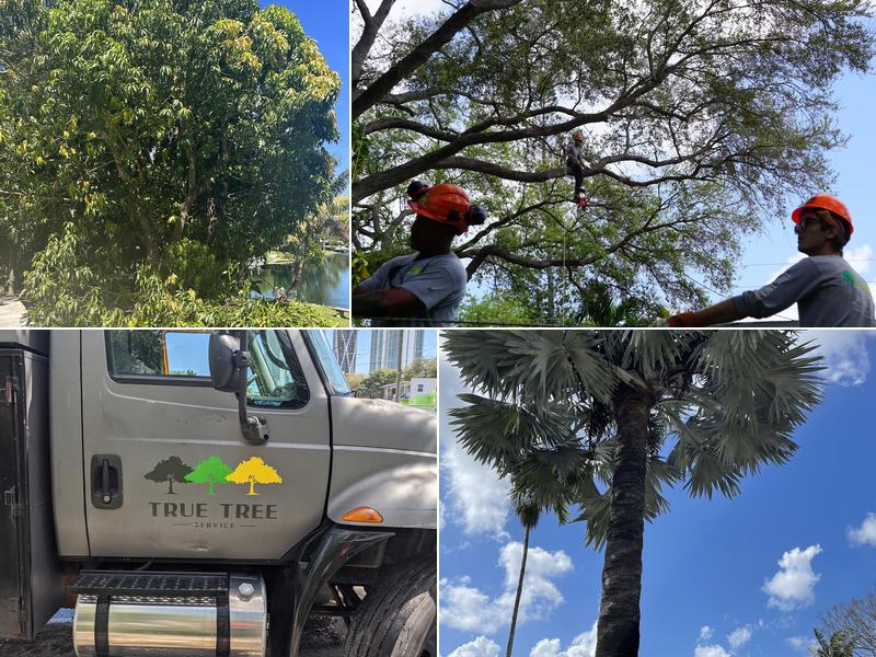 True Tree Service