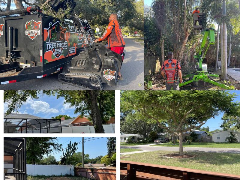 Tree Ninjas Tree Service