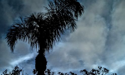 J & M Tree Service 10477 54th Ave N, St. Petersburg Florida 33708