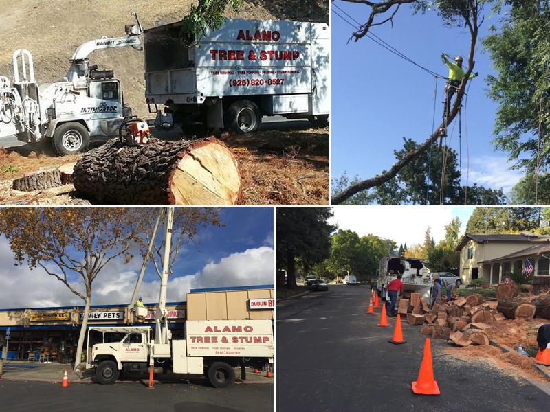 Alamo Tree & Stump Services