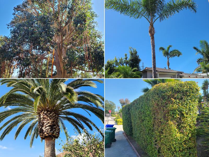 Oceanside Tree Service John Carter