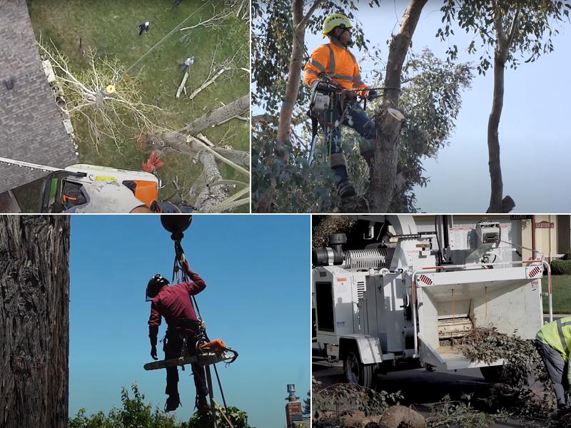 Expert Tree Services Vallejo