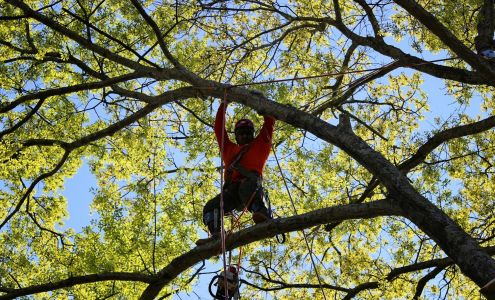 Norcross Tree Services
