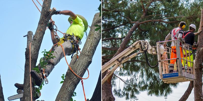 Atlanta Tree Service Experts