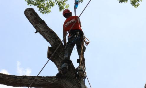 Roswell Tree Service