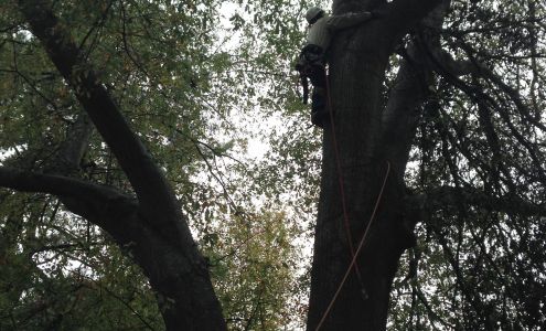 Georgia Tree Pro, Inc