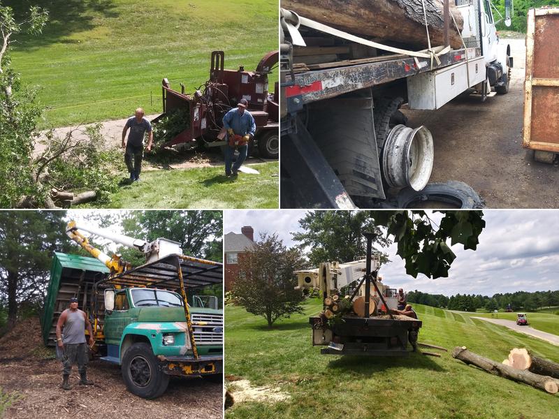 Steves trees Unlimited