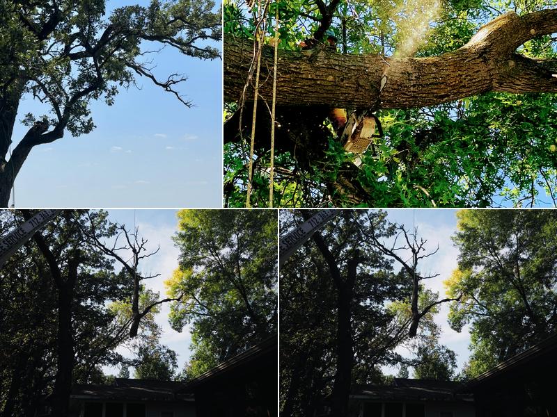 H&L Tree Service, LLC