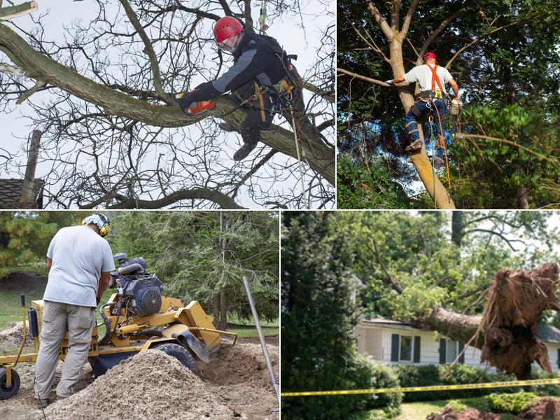 Newton Tree Removal and Trimming Service