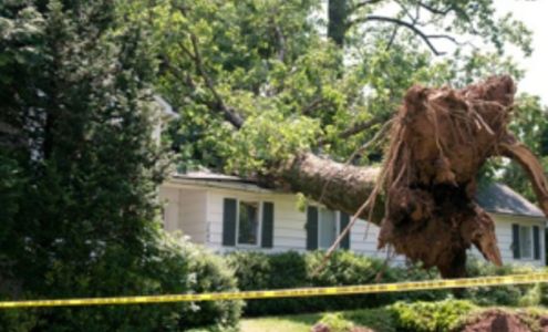 Newton Tree Removal and Trimming Service
