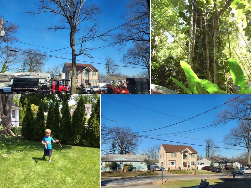 Moosewood Tree Service