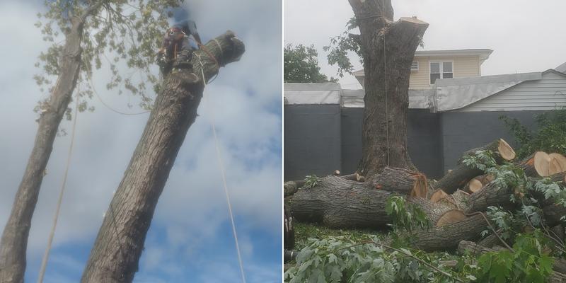 Hicksville tree service