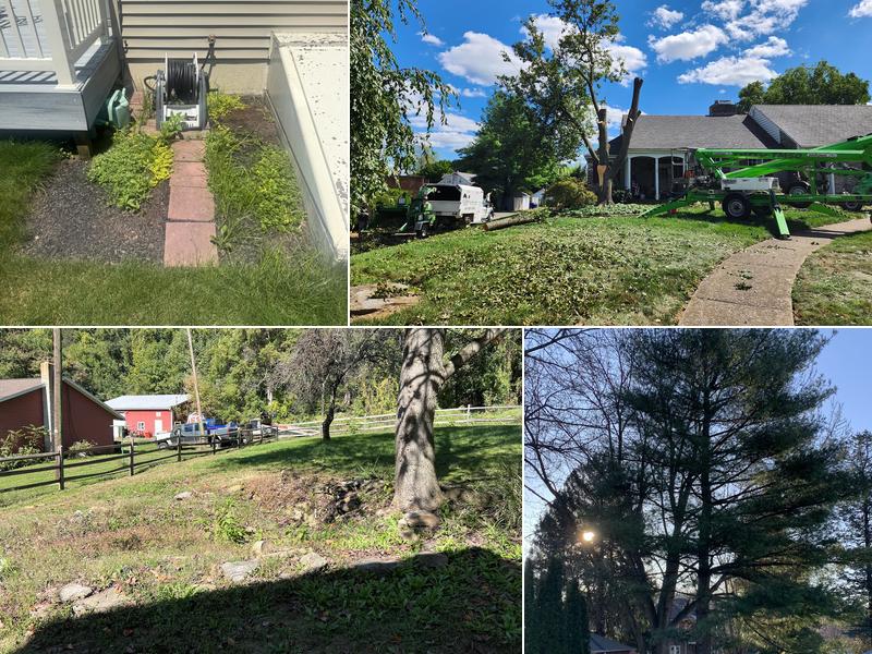 Clean Cut Tree and Lawn