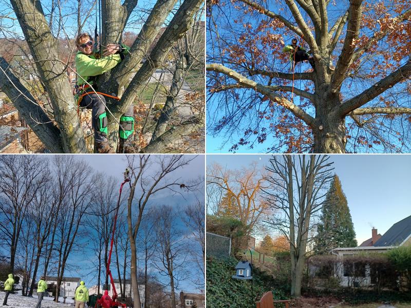 Paul's Tree Service