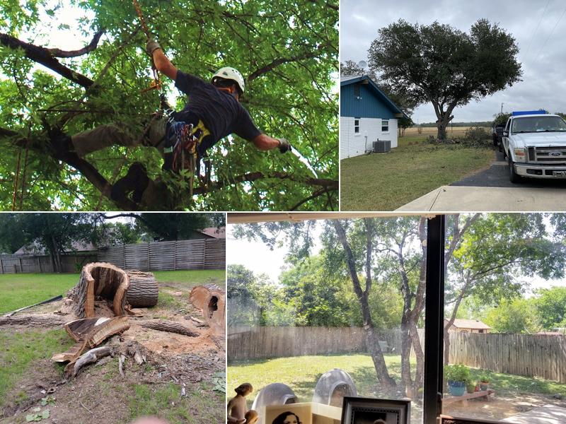 Four Season Tree Service