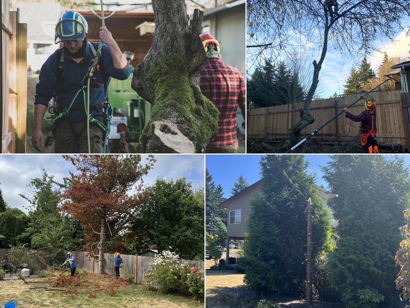 Seattle Tree Professionals