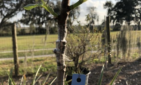 FigCuttings.com Saint George