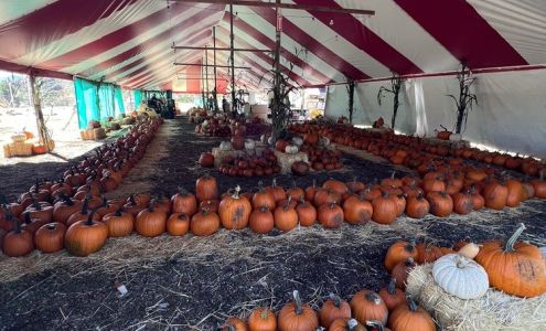 Bennett's Best Christmas Trees Valencia