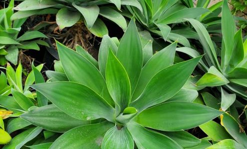 Centeno Nursery Landscaping