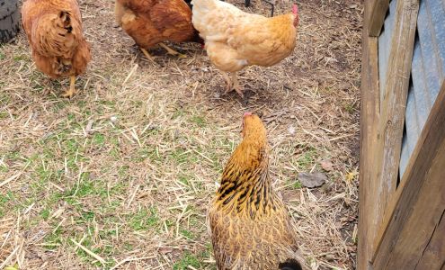 Summerfield Feed Mill Summerfield