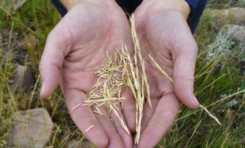 Wildlands Restoration Volunteers