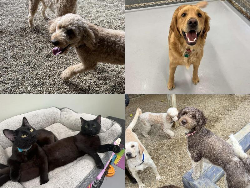 Kieffer's K-9 Country Club