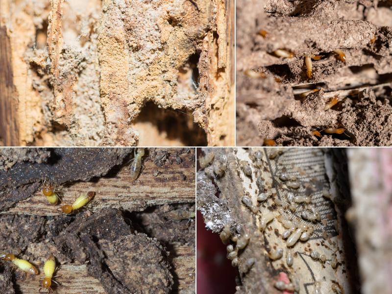 The Natural State Termite Removal Experts