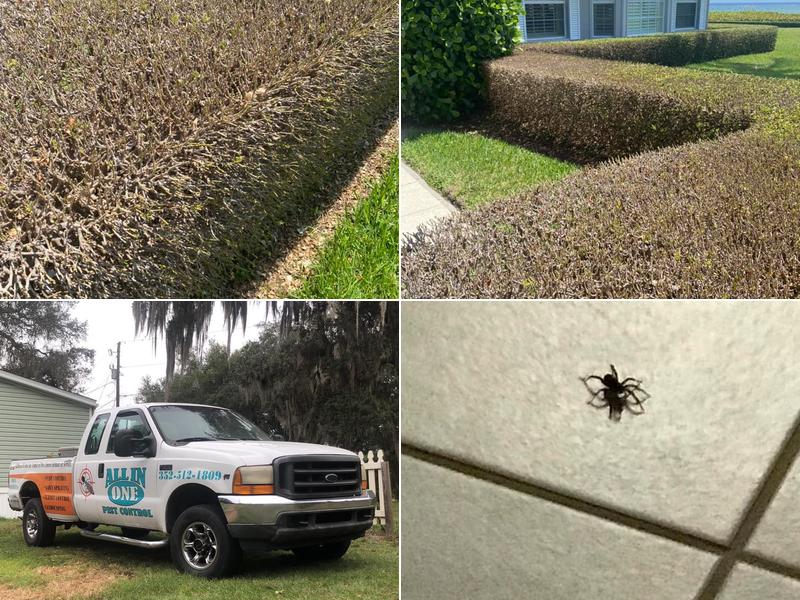 All In One Pest control & other home services