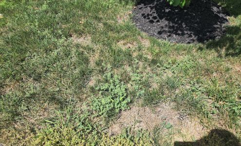 TLC Landscaping & Lawncare