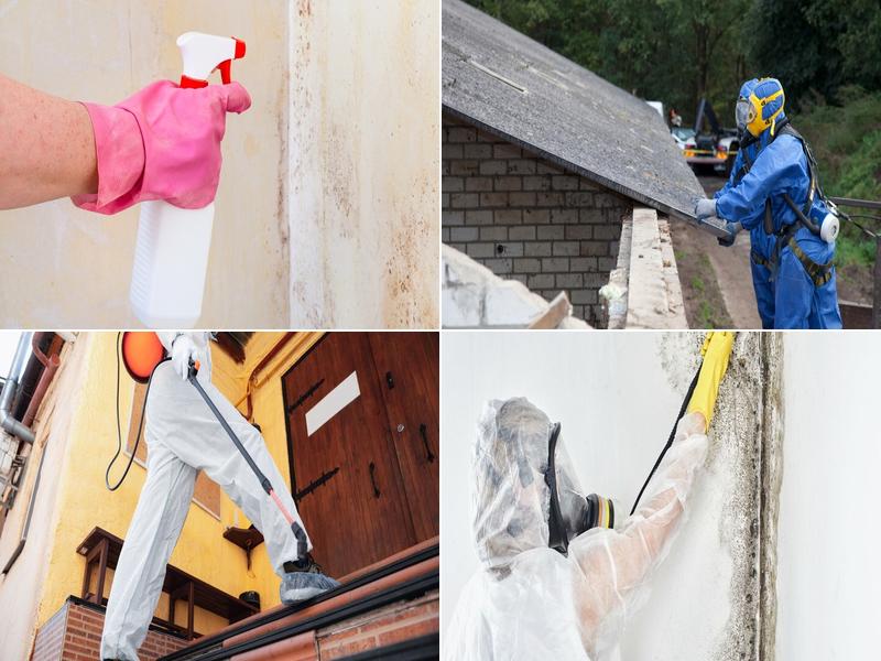 St Louis Mold Removal Pros