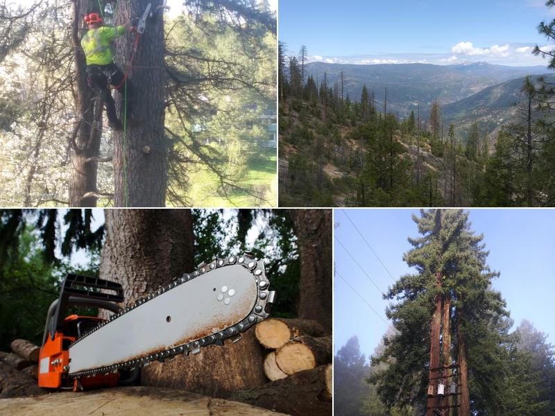 Big Ben's Tree Service Magalia