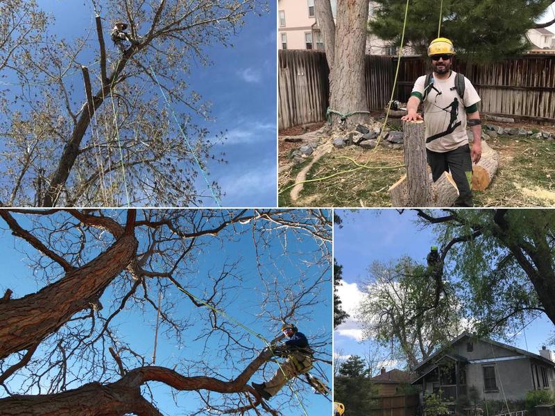 Cambium Tree Care Specialists