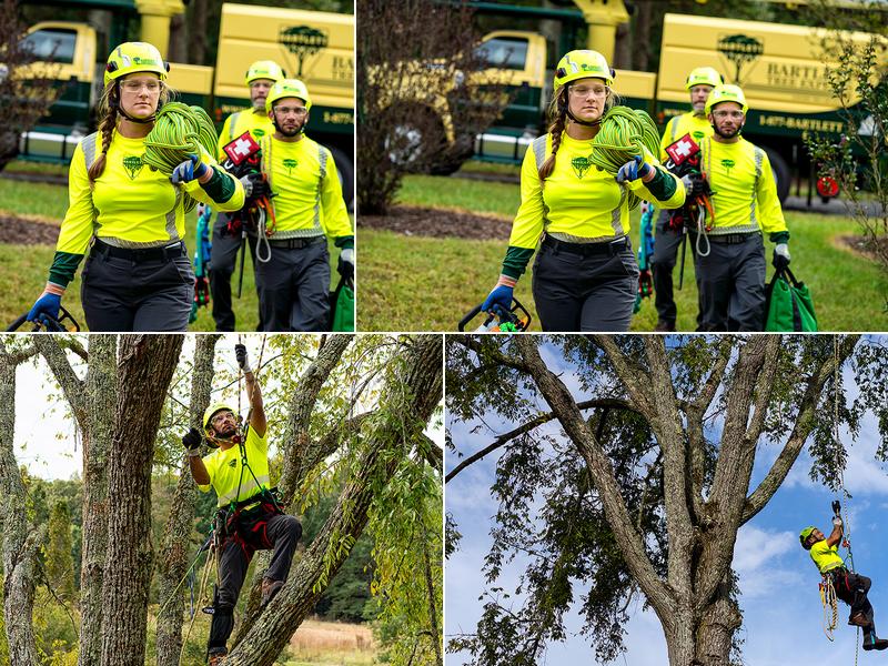 Bartlett Tree Experts